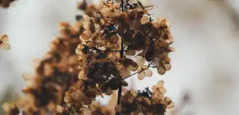 Préarrangements funéraires